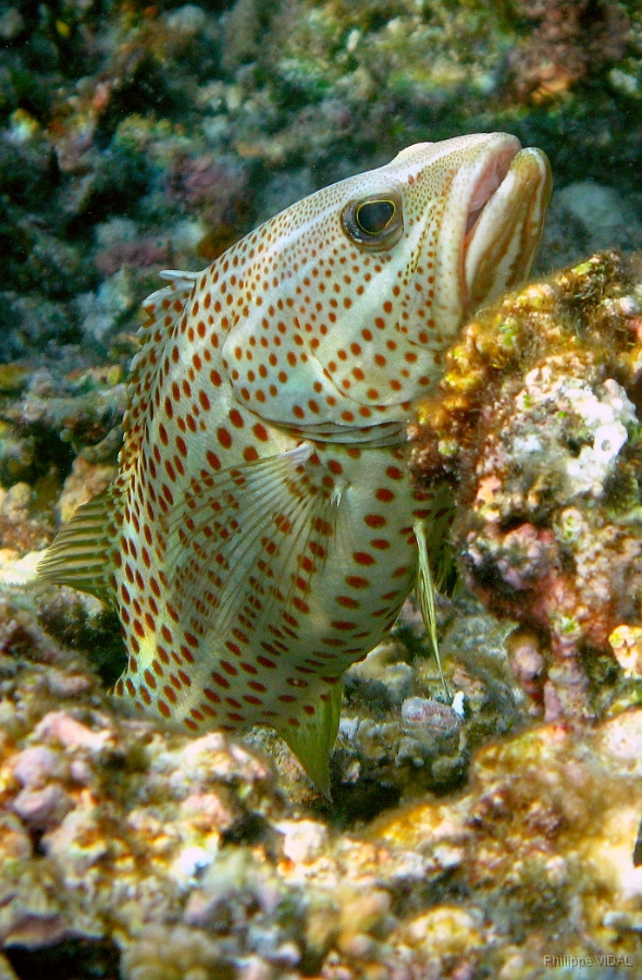 IMG_7439rc_Maldives_Madoogali_Merou elegant -Anyperodon leucogrammicus.jpg